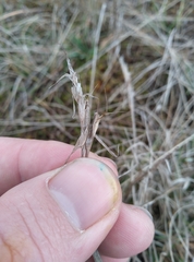 Rytidosperma clavatum