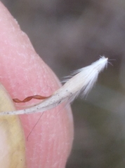 Rytidosperma clavatum