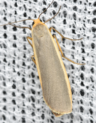 Eilema lurideola