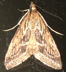 Pyrausta napaealis