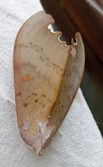 Euhampsonia niveiceps