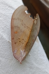 Euhampsonia niveiceps