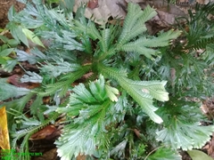 Selaginella doederleinii