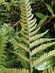 Dryopteris bissetiana