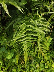 Dryopteris bissetiana