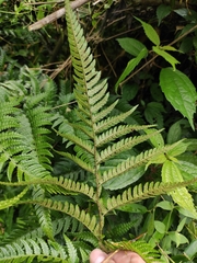 Dryopteris bissetiana