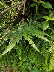 Dryopteris bissetiana