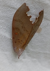 Euhampsonia niveiceps