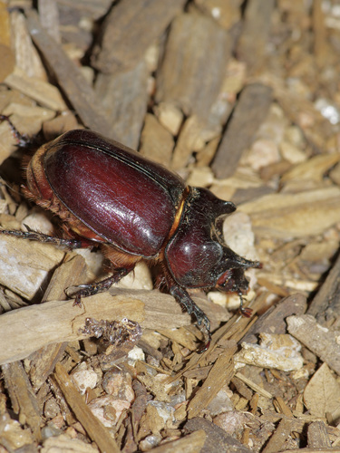 Photo of Aloeus Ox Beetle (Strategus aloeus)
