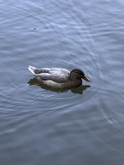 Anas platyrhynchos domesticus