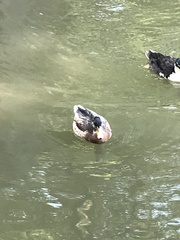 Anas platyrhynchos domesticus