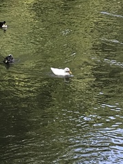 Anas platyrhynchos domesticus