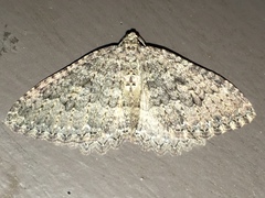 Triphosa californiata