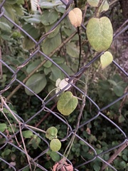 Cynanchum obtusifolium