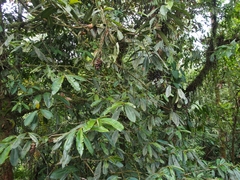 Primulaceae