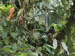 Primulaceae