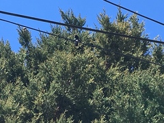 Sturnus vulgaris