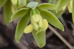 Fritillaria viridea