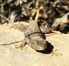 Sceloporus occidentalis