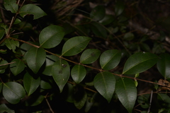 Backhousia myrtifolia