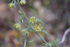 Fritillaria viridea