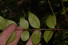 Backhousia myrtifolia