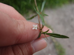 Scleromitrion brachypodum