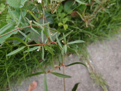 Scleromitrion brachypodum