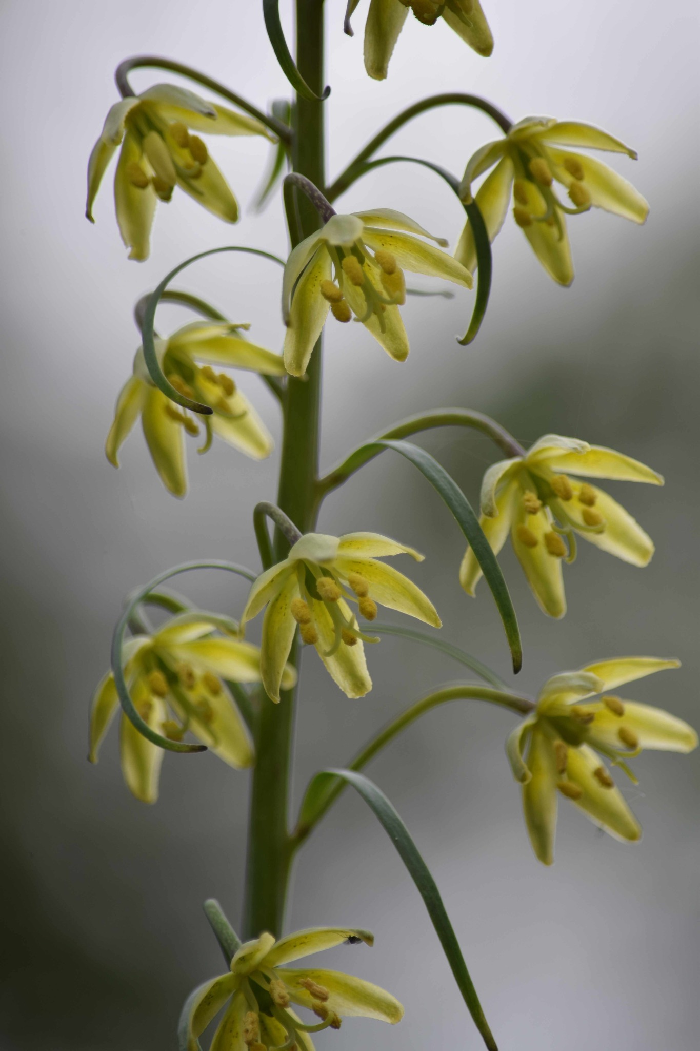 Fritillaria viridea