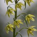 Fritillaria viridea - Photo (c) Amelia Ryan,  זכויות יוצרים חלקיות (CC BY-NC), הועלה על ידי Amelia Ryan