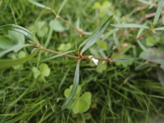 Scleromitrion brachypodum