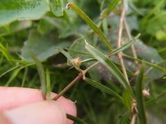Scleromitrion brachypodum