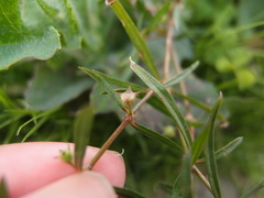 Scleromitrion brachypodum