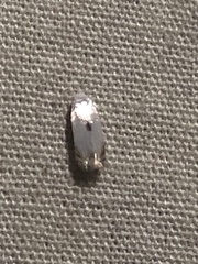 Pseudopostega quadristrigella