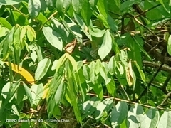 Polyura hebe plautus