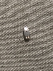 Pseudopostega quadristrigella