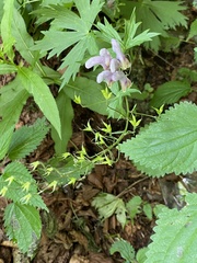 Aconitum moldavicum