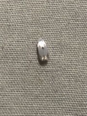 Pseudopostega quadristrigella