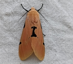 Spilarctia comma