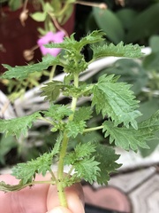 Urtica urens