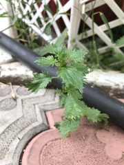 Urtica urens