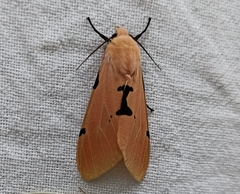 Spilarctia comma