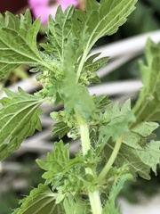 Urtica urens