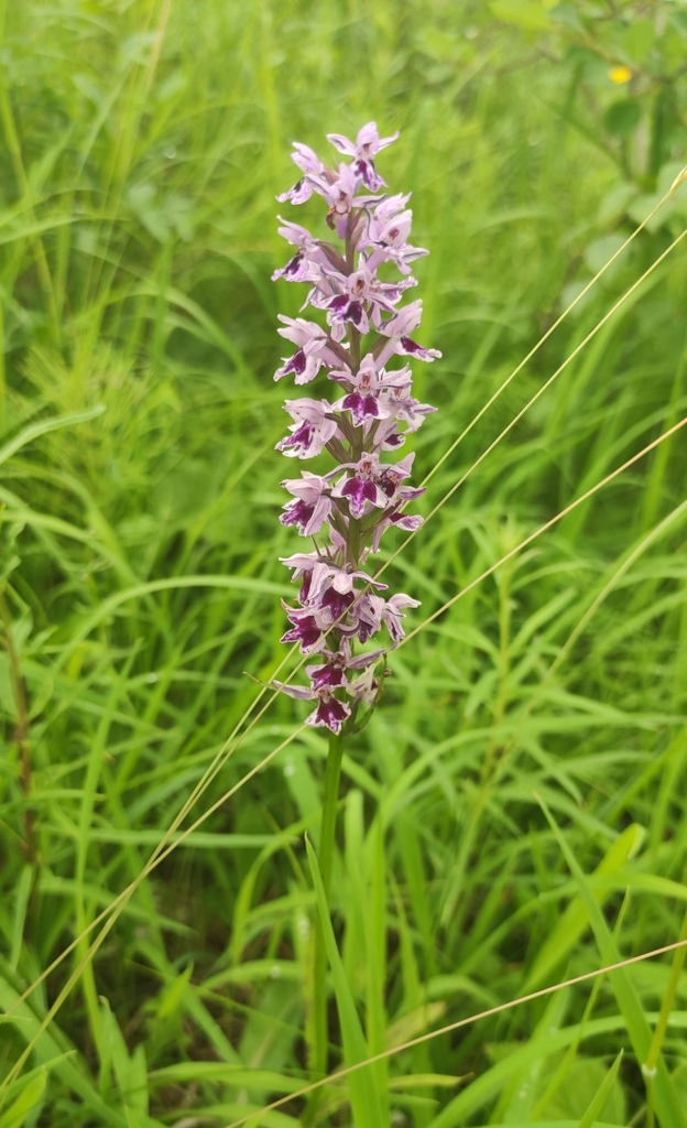 Dactylorhiza fuchsii