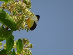 Mylothris chloris chloris