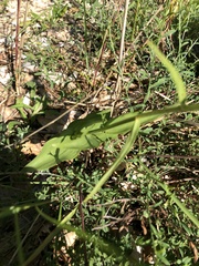 Epipactis atrorubens