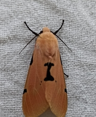 Spilarctia comma
