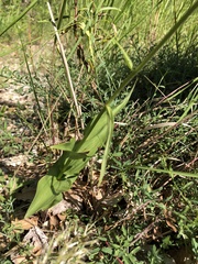 Epipactis atrorubens