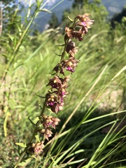 Epipactis atrorubens