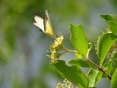 Mylothris chloris chloris